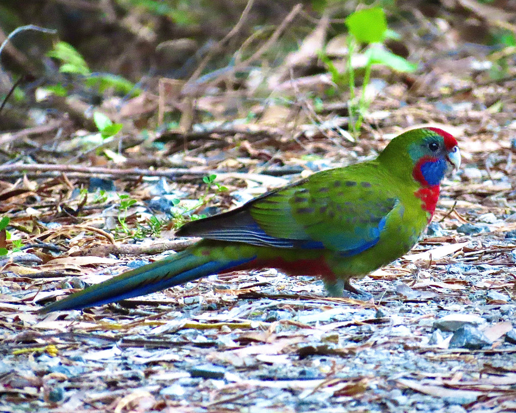 Wilsons Promontory Tour