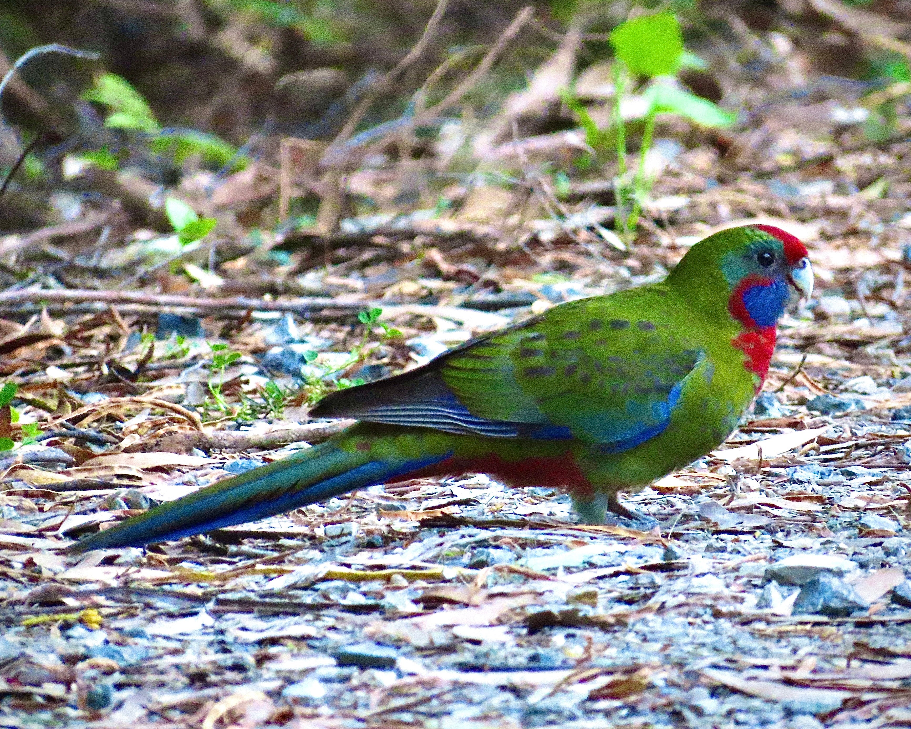 Wilsons Promontory Tour