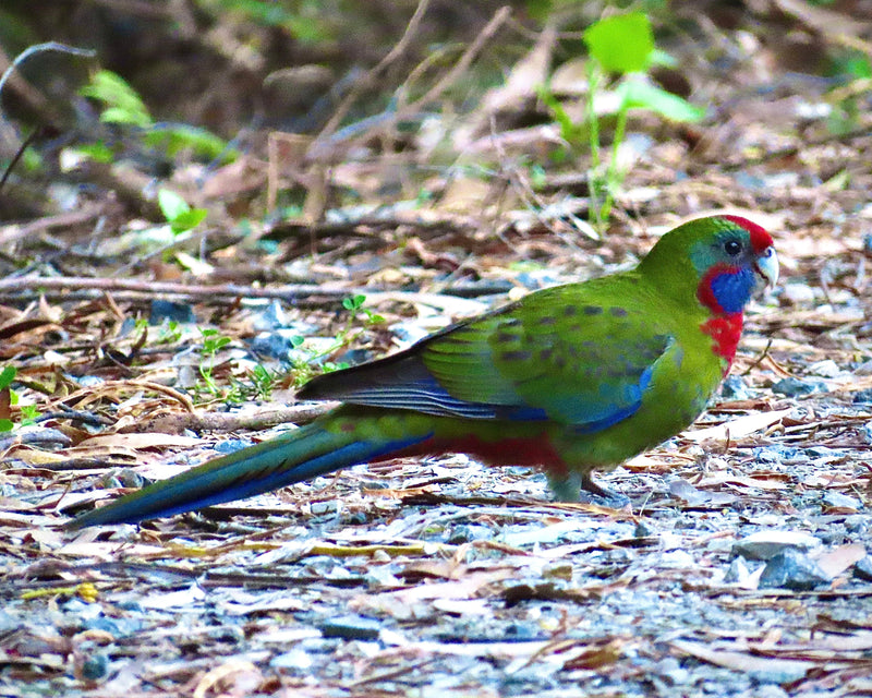 Wilsons Promontory Tour