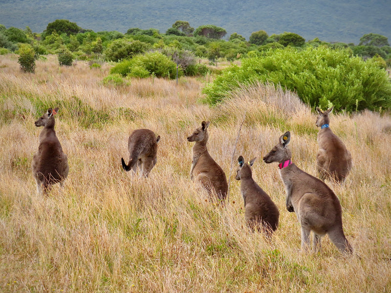 Wilsons Promontory Tour