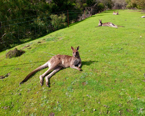 The Grampians Tour