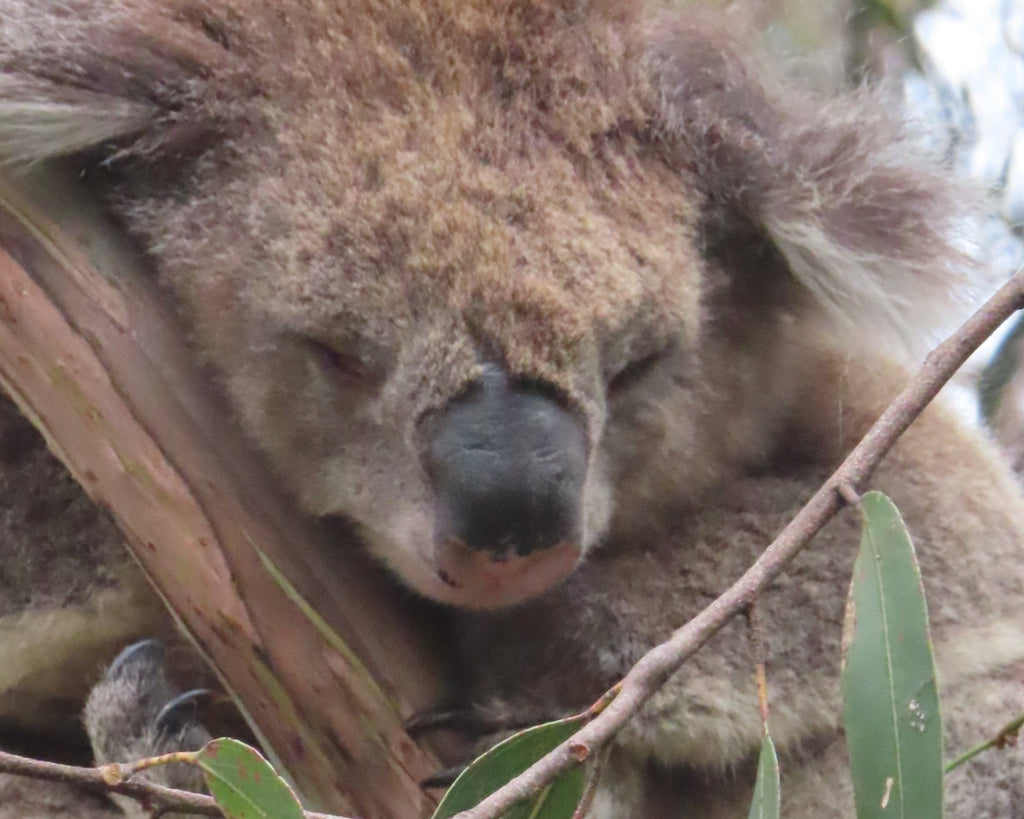 Great Ocean Road & Twelve Apostles Tour