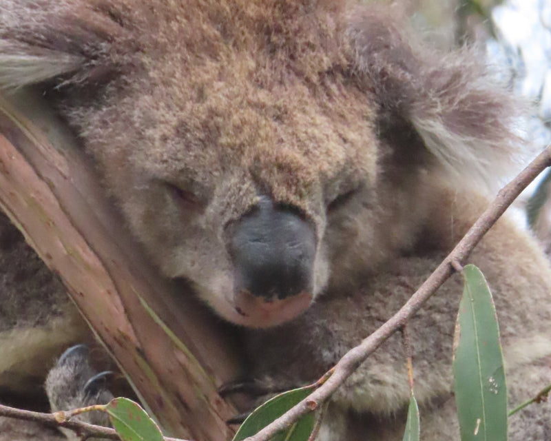Great Ocean Road & Twelve Apostles Tour