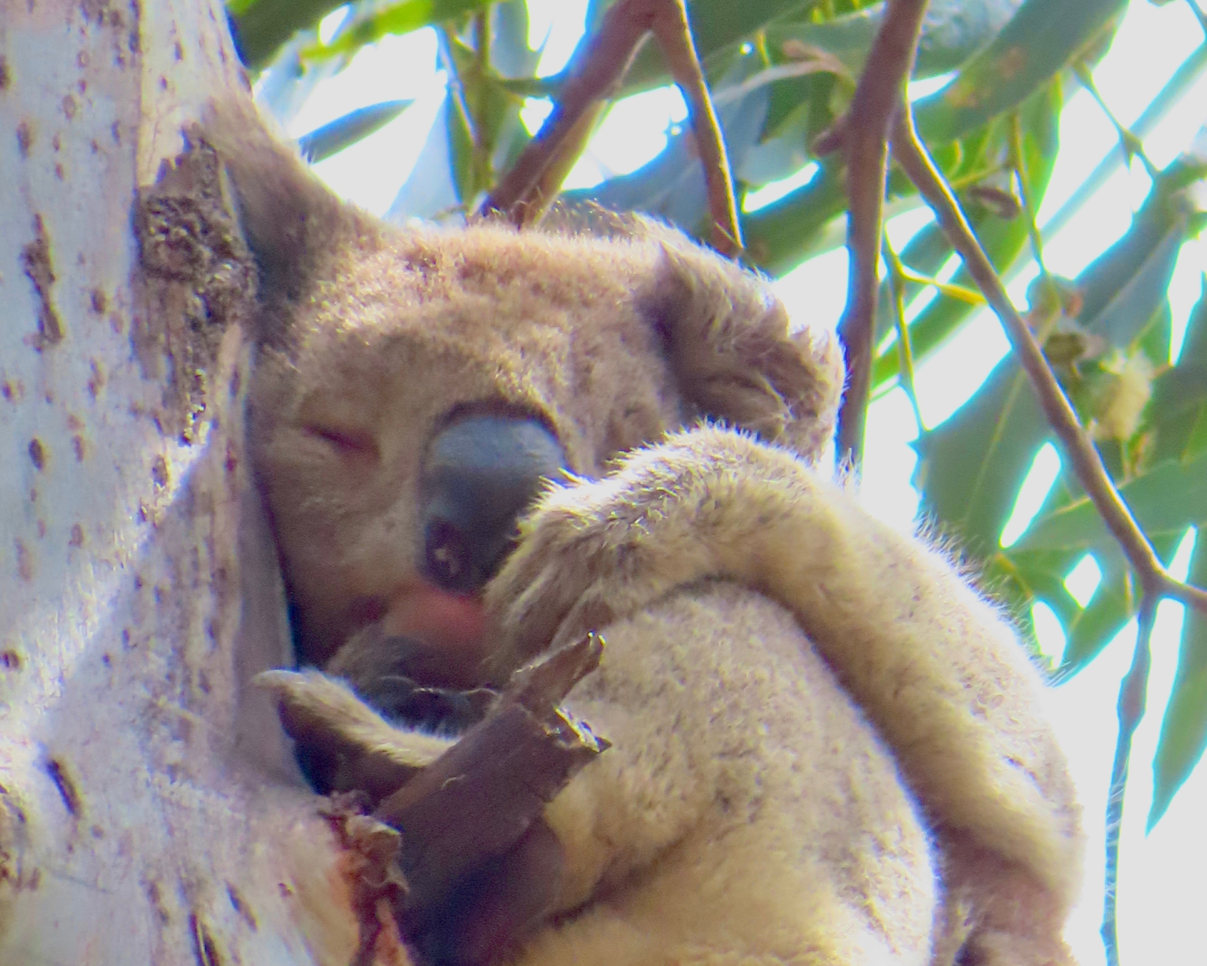 Great Ocean Road & Twelve Apostles Tour