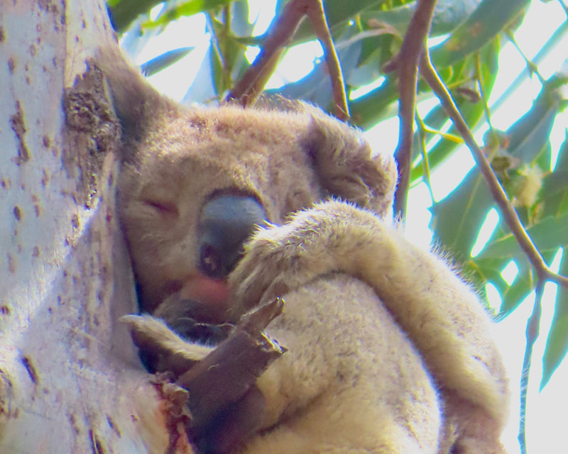 Great Ocean Road & Twelve Apostles Tour